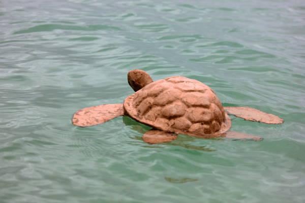 Adult Turtle in Water